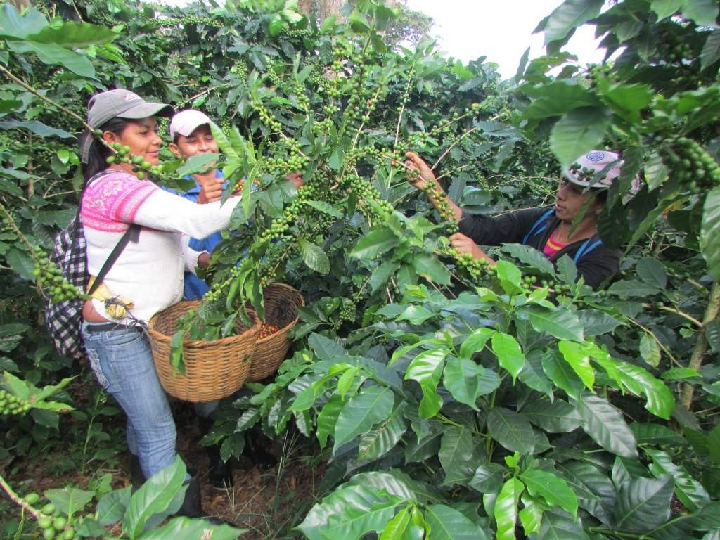 En el 2019 se prevé repunte en café, azúcar y palma africana