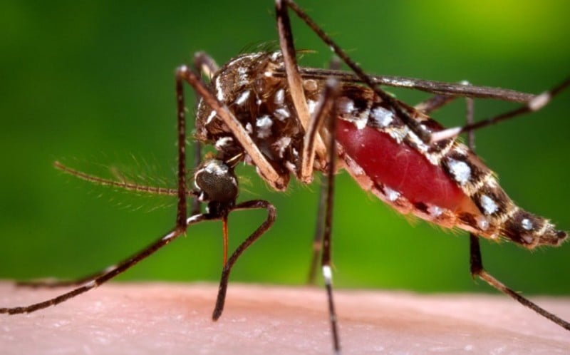 Incongruentes Reportes De Dengue
