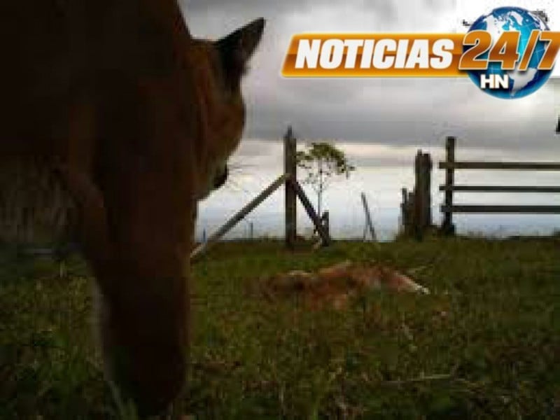 puma ataca ganado Picayita