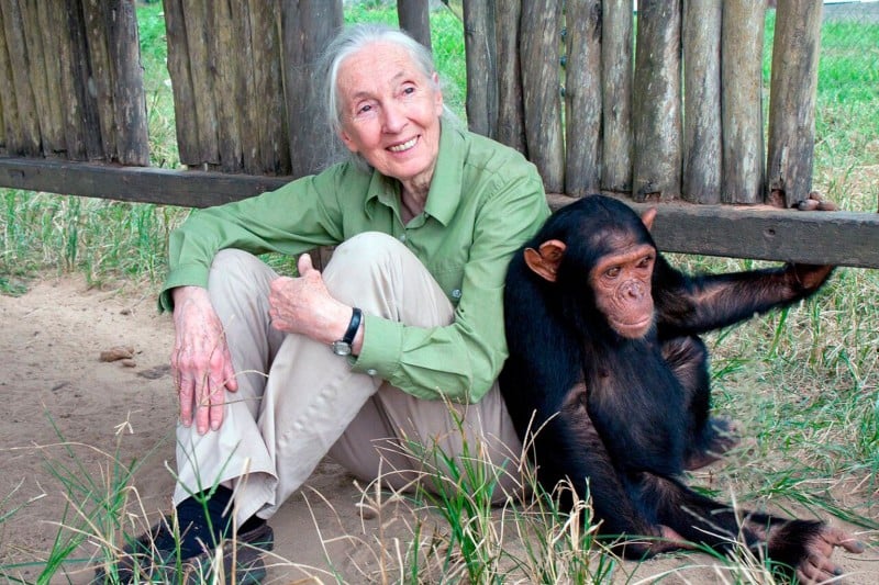 Jane Goodall Humanidad Armonía Naturaleza
