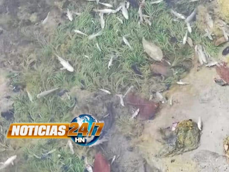 Desastre Ecológico Río Chamelecón Macuelizo