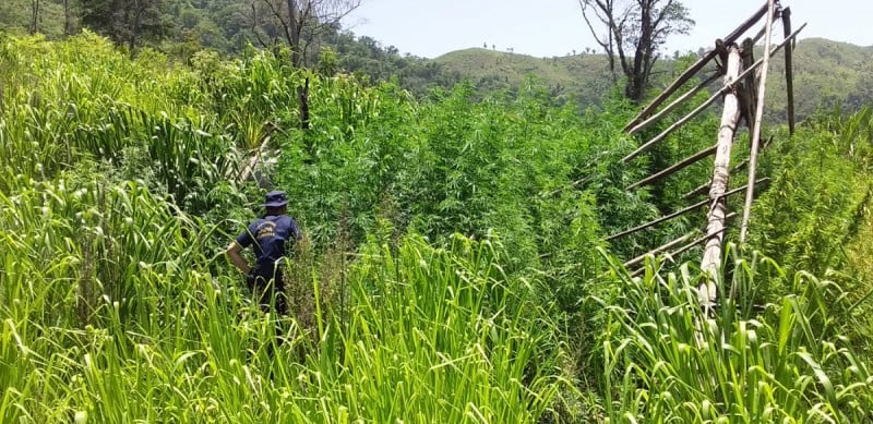 Colón encuentran y destruyen plantación de marihuana