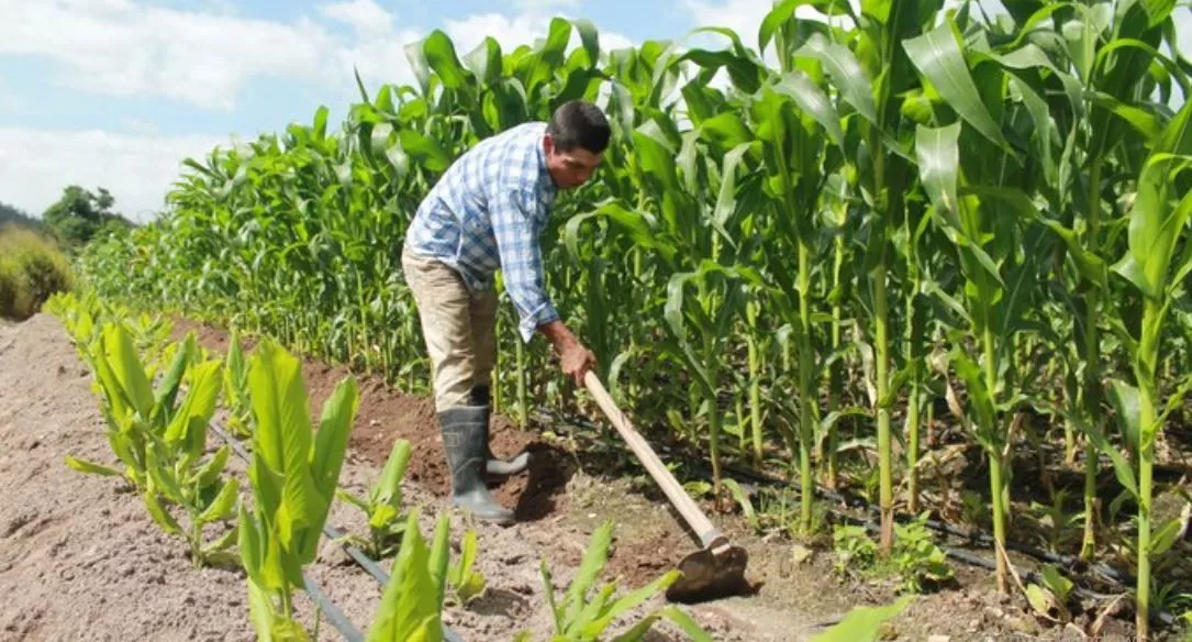 JAIR MEZA: Productores agrícolas no necesitan salvoconducto para ir a sus labranzas