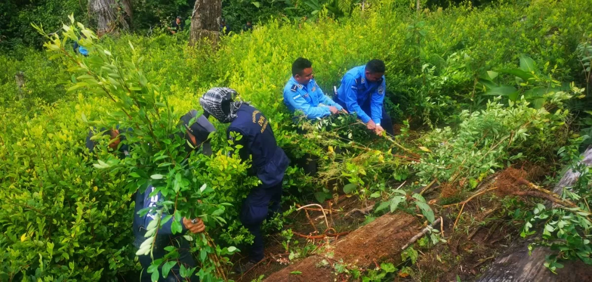 Policía Nacional ubica y destruye más de 10 mil plantas precursoras de cocaína en El Paraíso