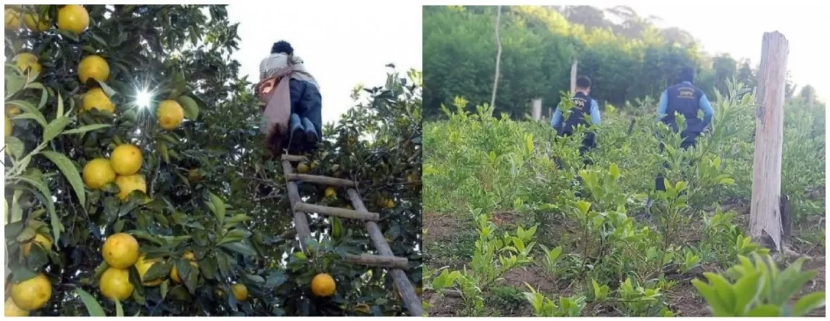 SONAGUERA: Del cultivo de nutritivas naranjas al de la destructiva coca