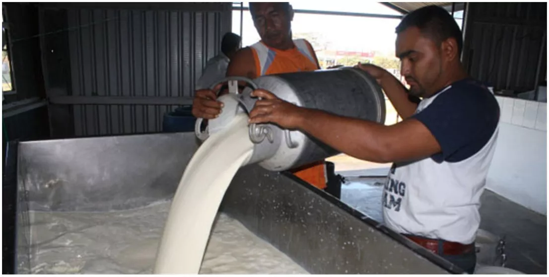 Se pone ‘agrio’ tema del precio de la leche en Honduras