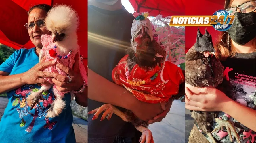 FOTOS Conozca a la gallina mejor vestida del Festival de la Gallina Criolla en Tatumbla.