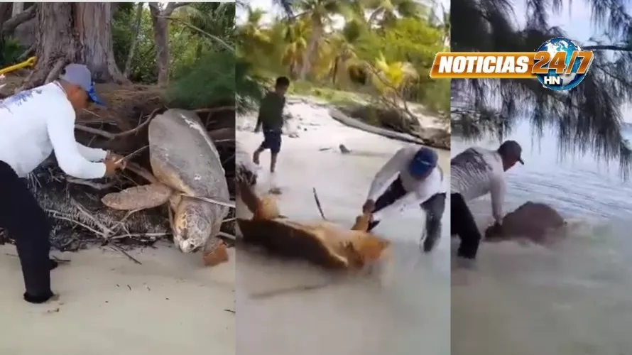 VIRAL Un hombre libera a una enorme tortuga marina en Utila (VIDEO)