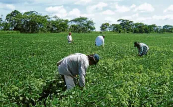 Agricultura en Honduras y en países de la región y su reto para enfrentar amenazas
