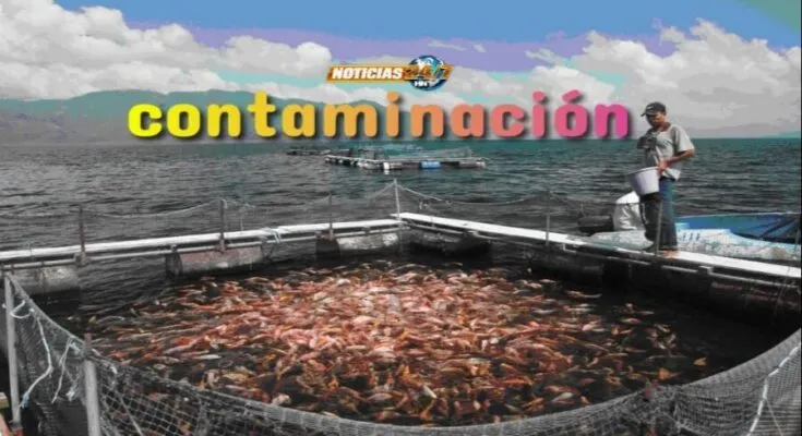 En la contaminación del Lago de Yojoa: Ministro ve un ‘pez’ más gordo que los restauranteros