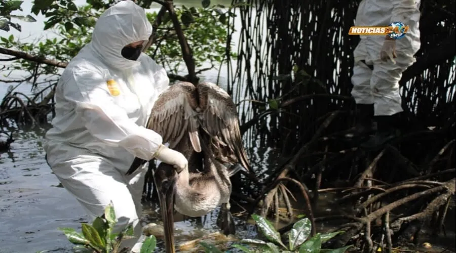 Como en película de terror: Honduras sacrifica pelícanos por temor a gripe aviar