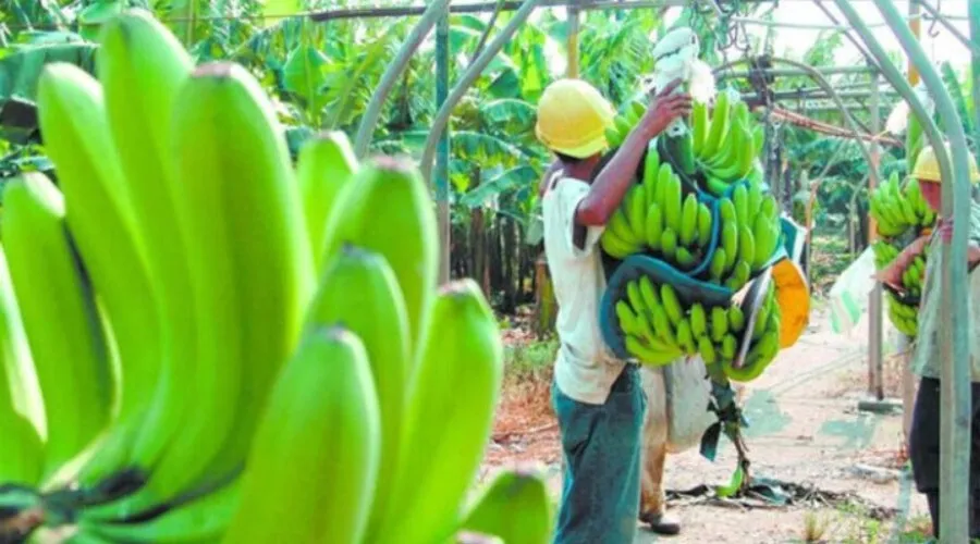 Productores advierten de una “pequeña escasez” de banano