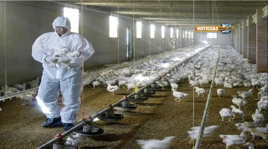 SAG confirma que Honduras está libre de gripe aviar en aves domésticas y granjas