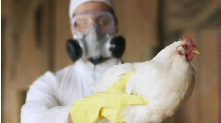 Guatemala declara estado de emergencia por casos de gripe aviar