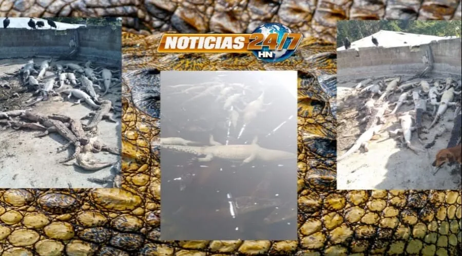 Invasores de tierra matan a 30 cocodrilos en la zona norte de Honduras