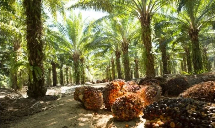 Malasia e Indonesia estudian ingreso de Honduras a consejo de aceite de palma