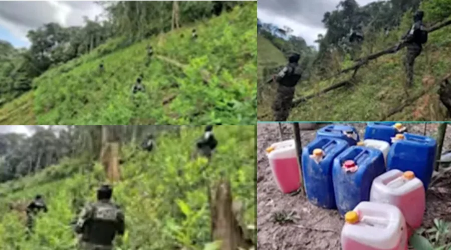 Militares incineran 110.500 arbustos de hoja de coca en Honduras