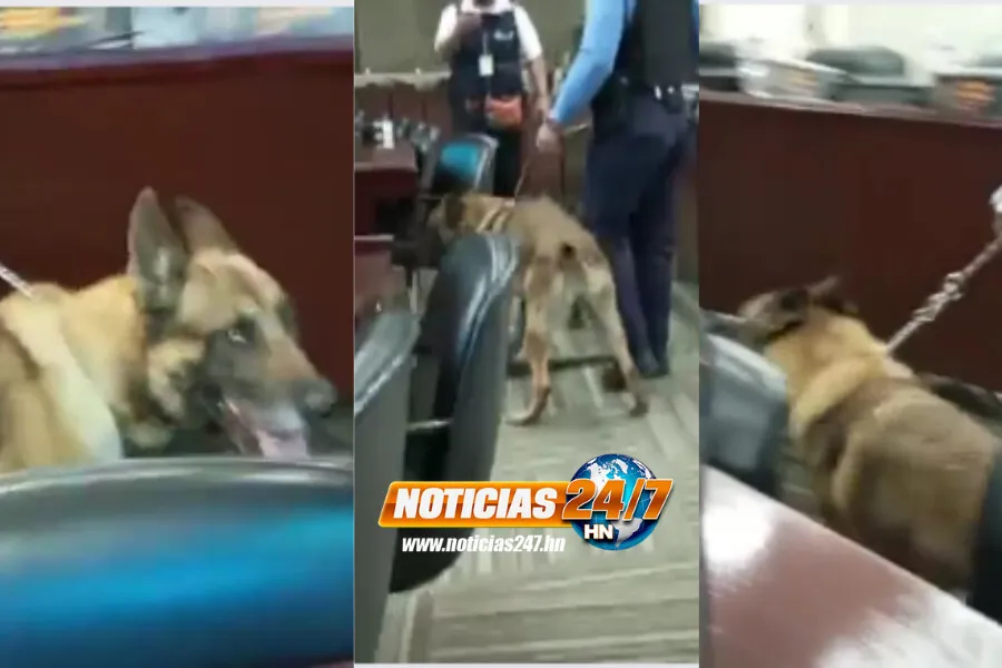 VIDEOS: Unidad canina realiza inspección antibombas en el Congreso Nacional