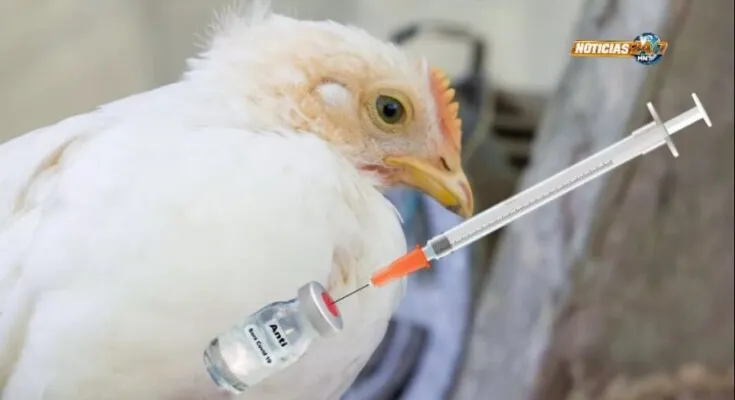 Honduras en Lista: Gripe aviar ya ‘vuela’ por varios países de Hispanoamérica