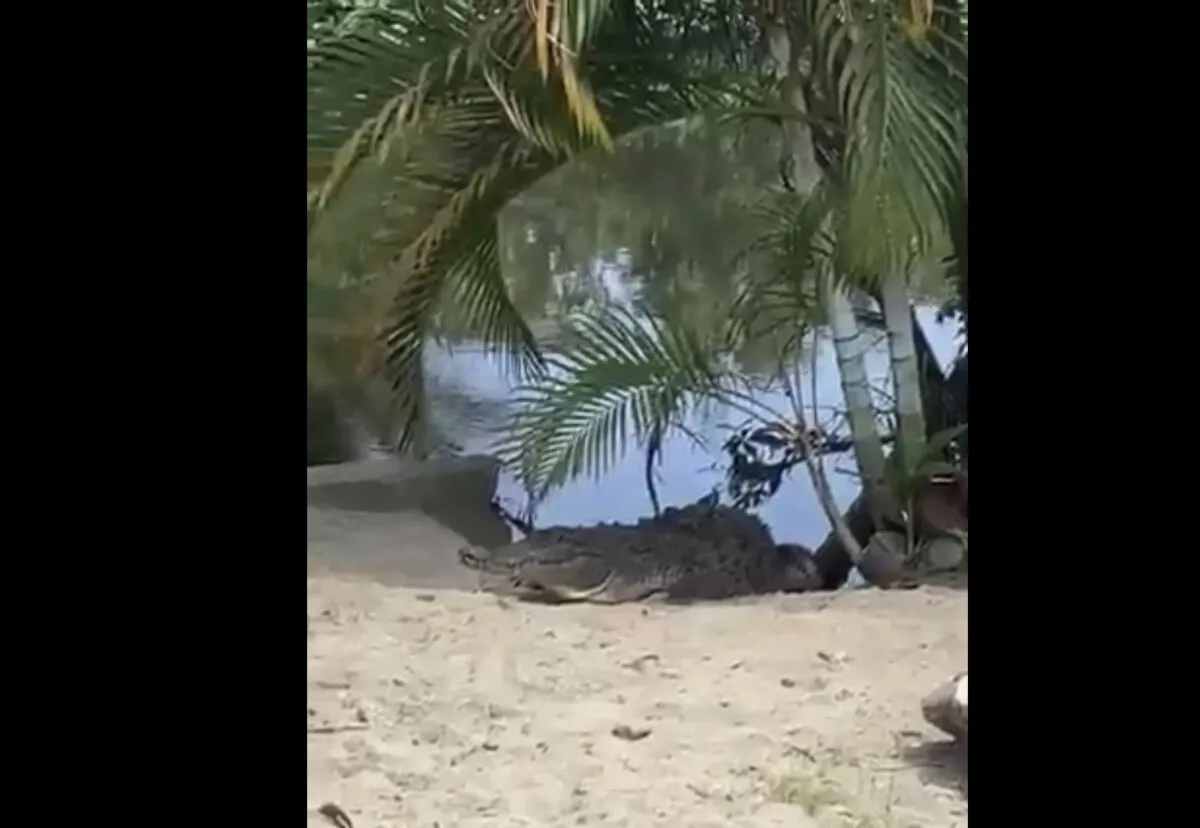 Video: Cocodrilo “coquetea” con turistas en una de las playas de Omoa