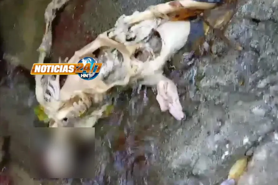 Video: Pescadores encuentran esqueleto humano en Sonaguera, Colón