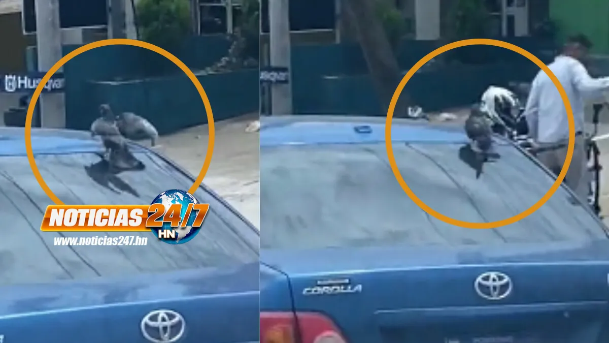VIDEO VIRAL: ¡A jalón! viaja “cansada” paloma encima de un carro