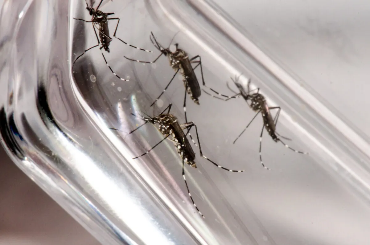 Aedes By Funda O Oswaldo Cruz Scaled