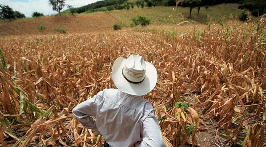 Afirma Copeco: No hay riesgo de hambruna a pesar de alertas por sequía