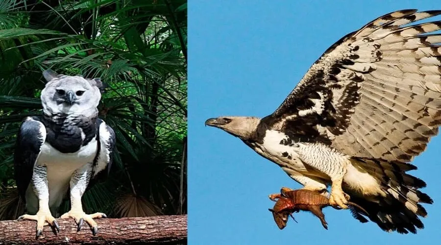 Cinco Curiosidades sobre el águila arpía que la hacen especial
