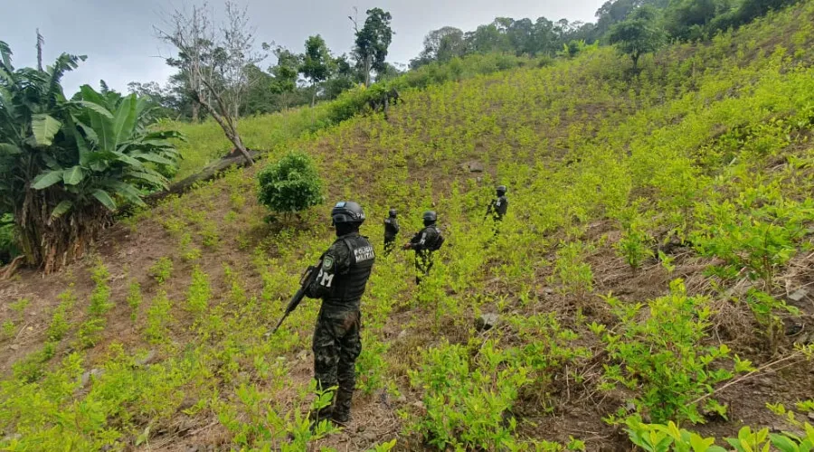 En auge el cultivo de “coca” en Honduras: Encuentran otra plantación en Olanchito, Yoro