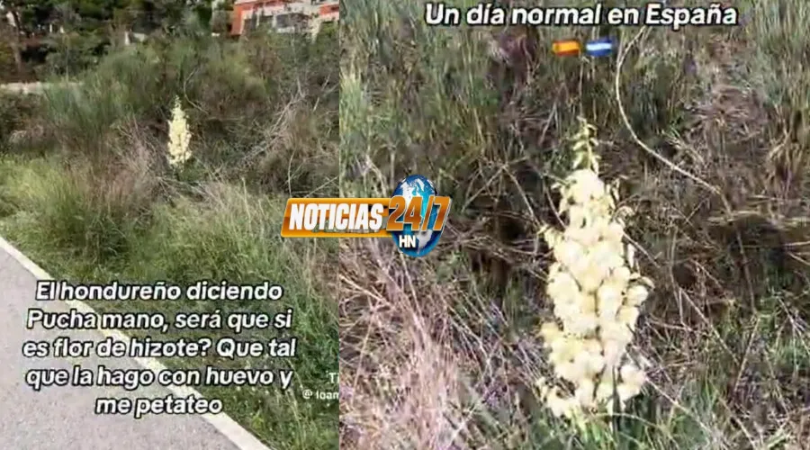 Hondureña en España ve planta y pregunta: ¿Qué si es flor de izote para hacerla con huevo? (VIDEO)