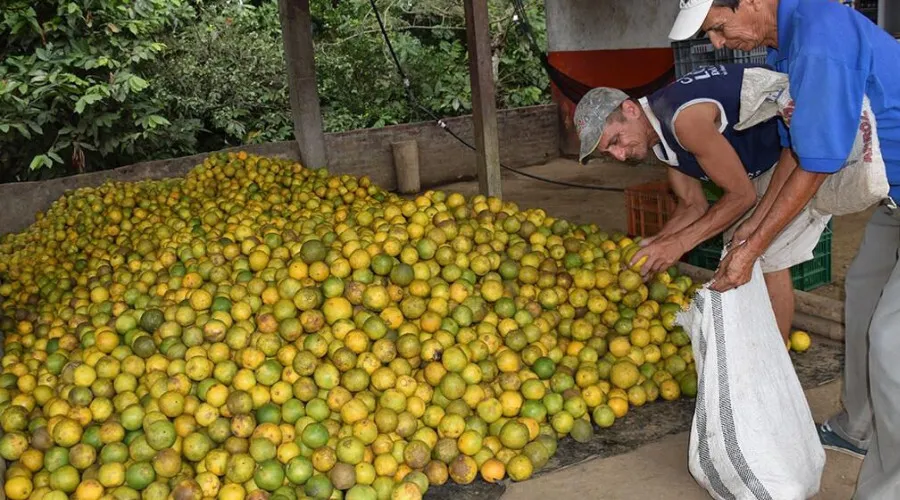 Sector Agropecuario Honduras 2023