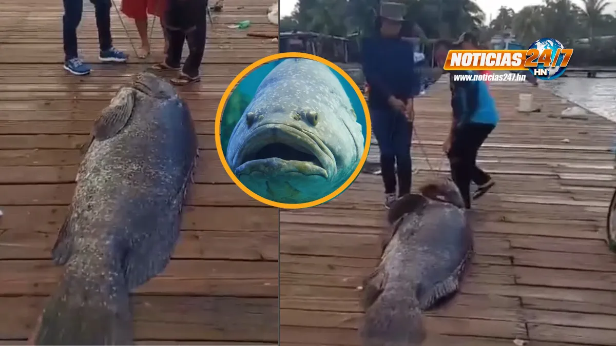 VIDEO Pescadores artesanales capturan enorme pez "Guasa" en Omoa
