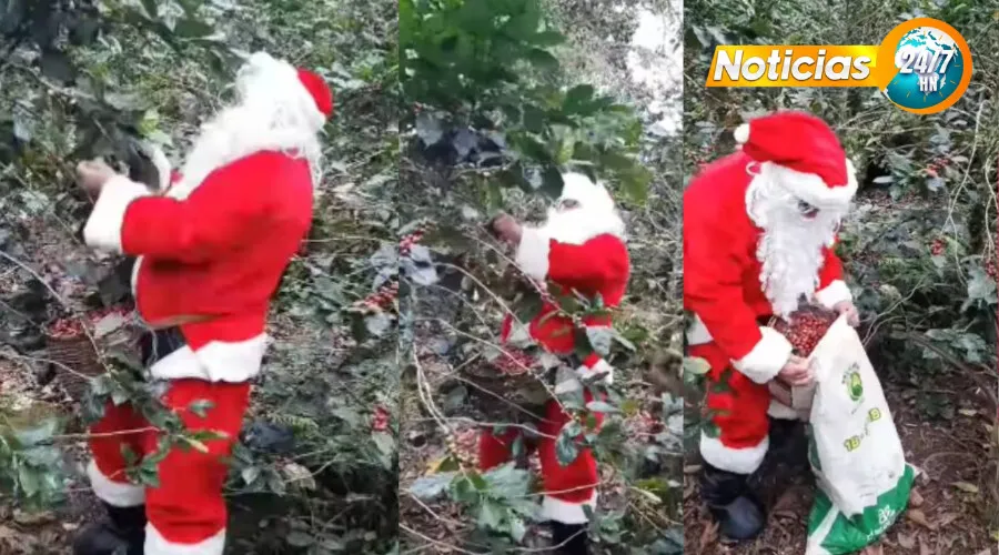 VIDEO VIRAL: Santa Claus llega antes de Navidad para cortar café en Santa Bárbara
