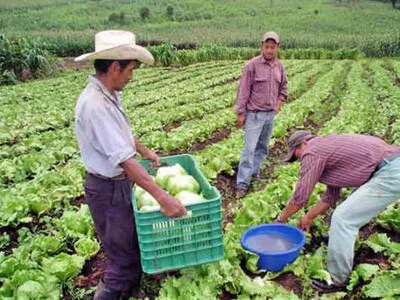 Productor de Cítricos: Sector agrícola se debilita por falta de mano de obra en Honduras