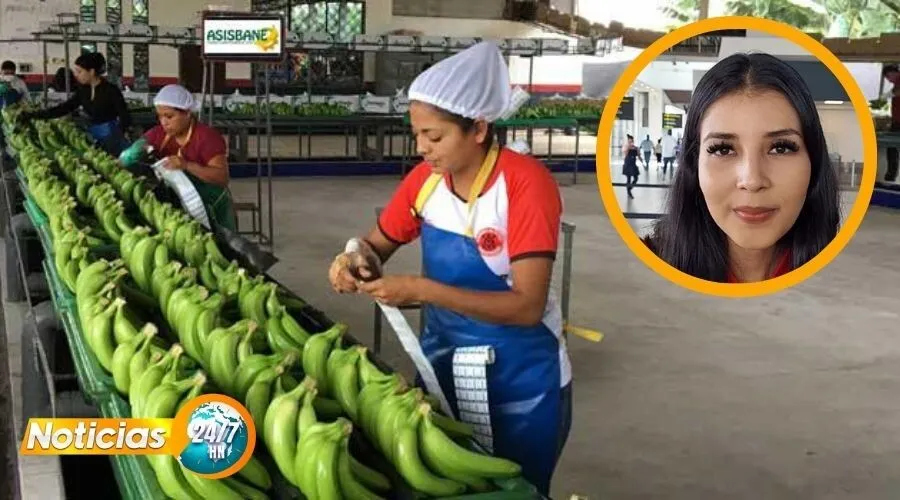 Productores de banano luchan por no se desaparecer a pesar de la adversidad