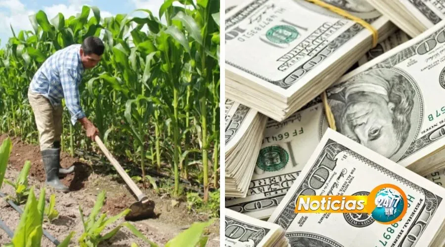 Escasez de dólares amenaza siembra de granos básicos en Honduras