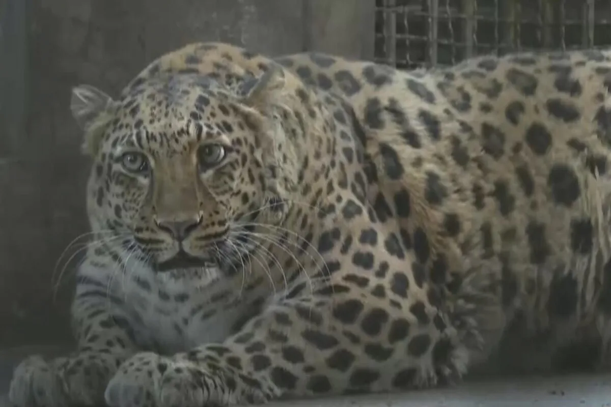Un Zoo De China Pondrá A Dieta A Un Leopardo Obeso Que Causa Furor Entre Los Visitantes
