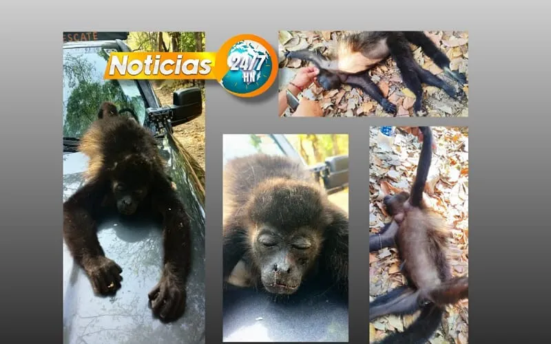 'Animales' disfrazados de humanos acaban con una familia de monos en Villanueva, Cortés (VIDEO)