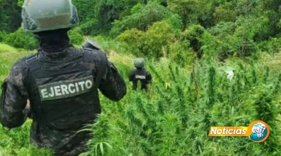 Operación antidrogas Tocoa: FF. AA. aseguran plantación de marihuana