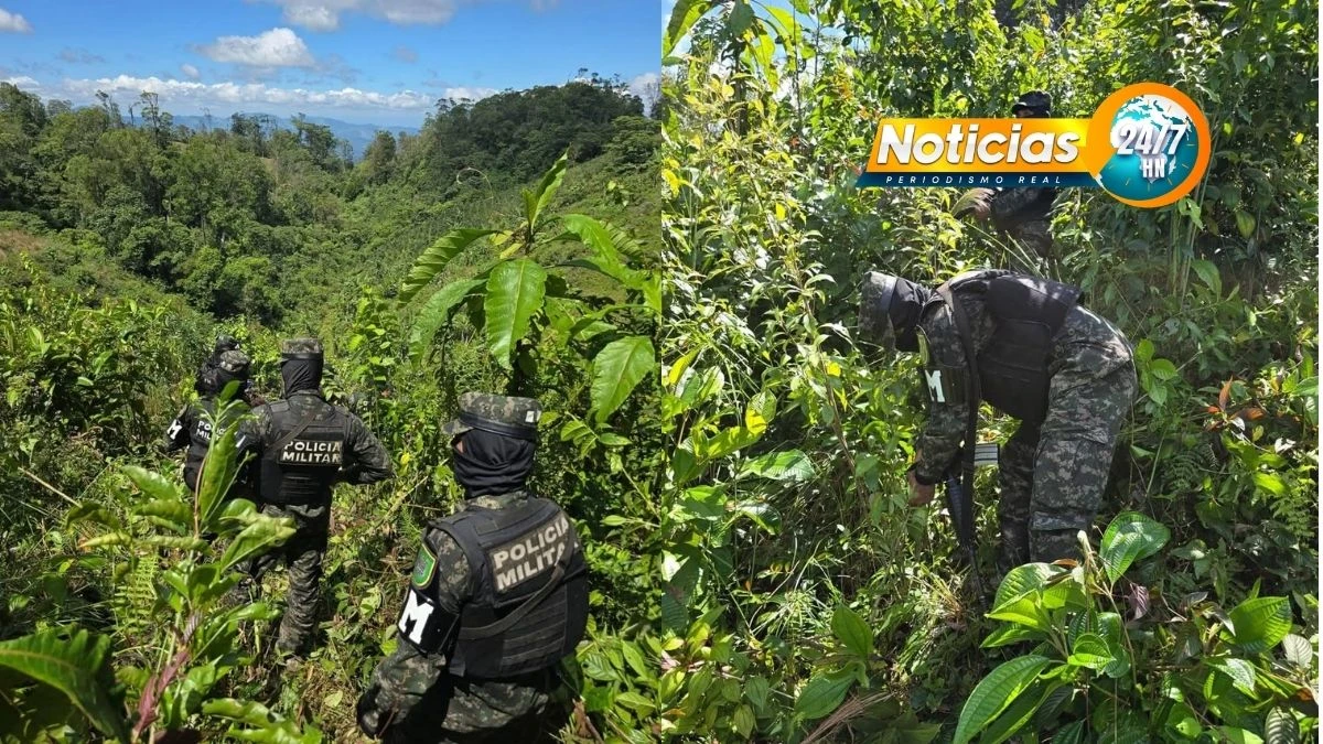 FF.AA. aseguran plantación con 17,500 arbustos de coca en Olancho