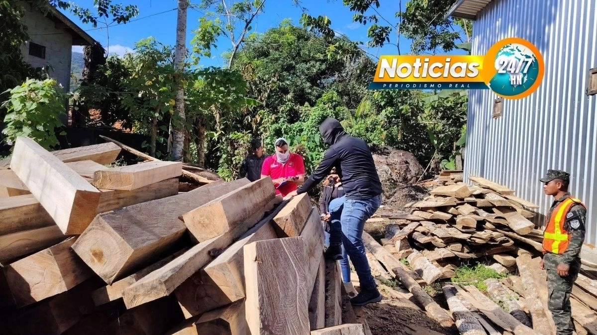 Ffaa Incautan Mas De 9000 Piezas De Madera En Esparta En Operativo Contra Tala Ilegal