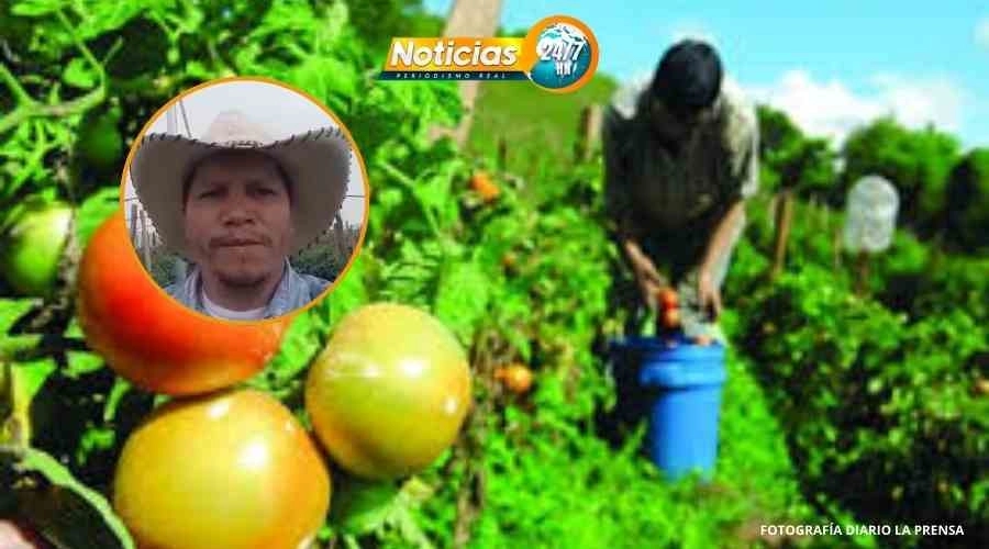 La batalla por el tomate: productores hondureños enfrentan crisis por falta de subsidios y competencia externa