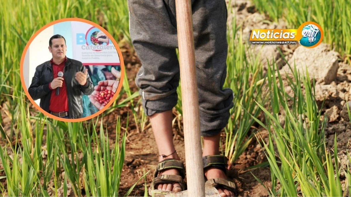 Trabajo Infantil En El Agro El Reto De Honduras Para Erradicarlo