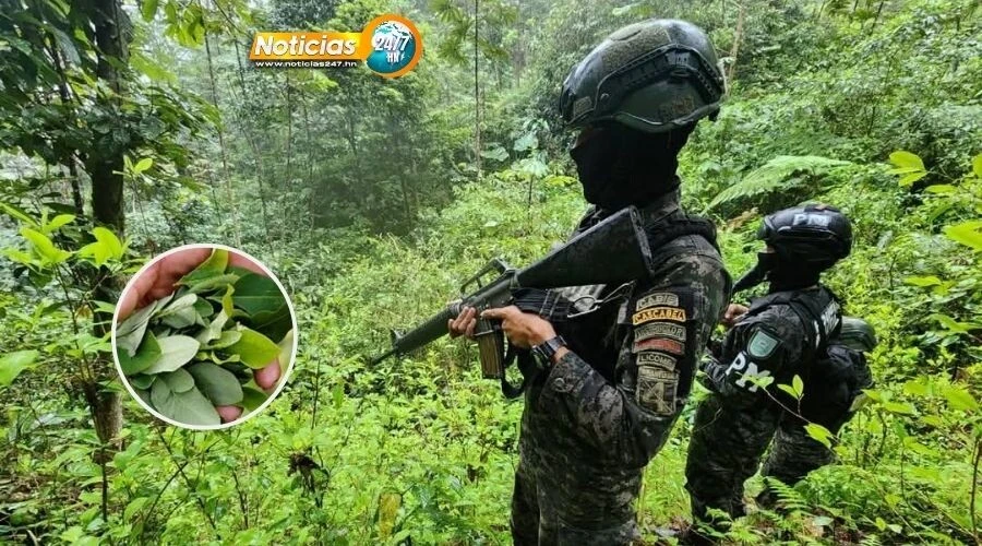 VIDEO | El bosque de Atlántida tiene secretos... y no son tan verdes. FF.AA destruyen plantaciones de coca