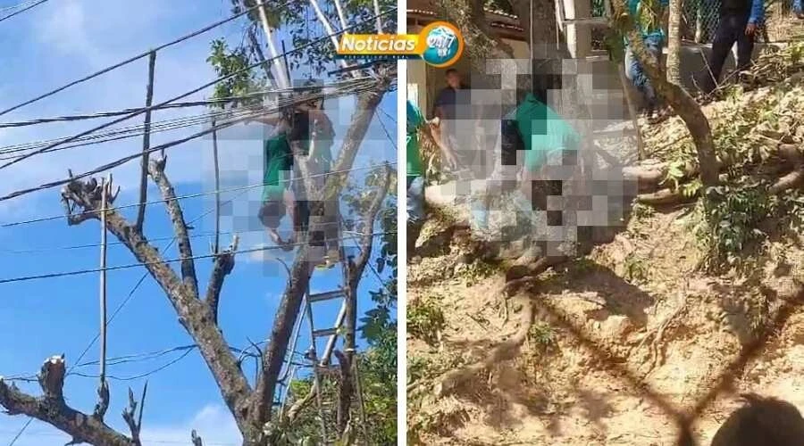 Video Fatal Accidente Poda De Arbol Termina Con La Muerte De Un Hombre Por Descarga Electrica