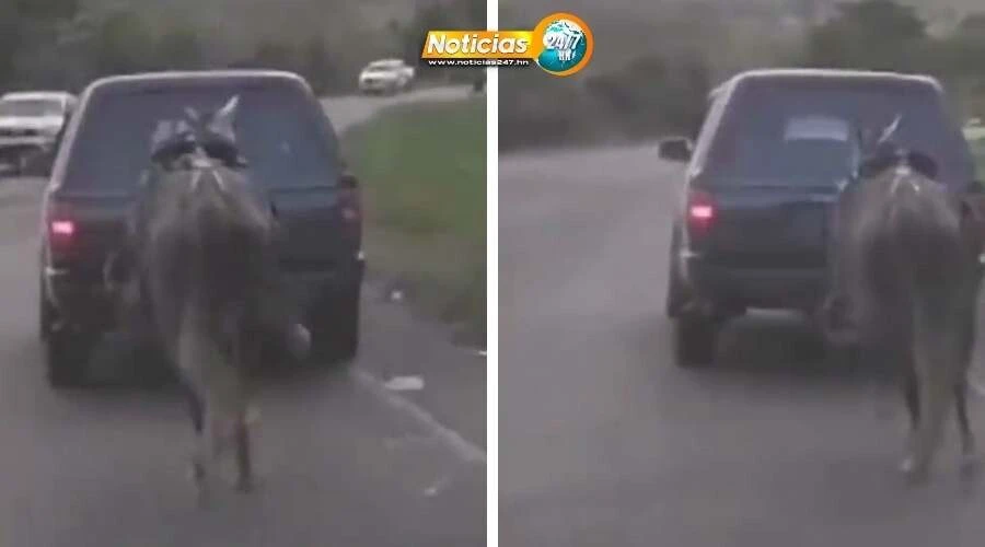 Video Justicia Por El Caballo Exigen Sanciones A Conductor Que Arrastra A Jamelgo Atado A Su Vehiculo