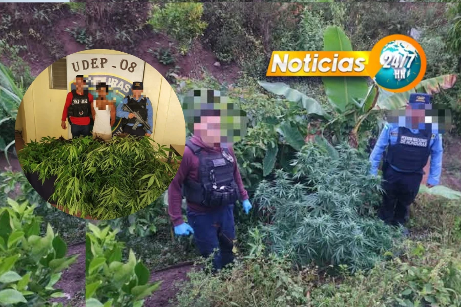Hondureno Deja De Cultivar Verduras Por Mota Y Termina Tras Las Rejas