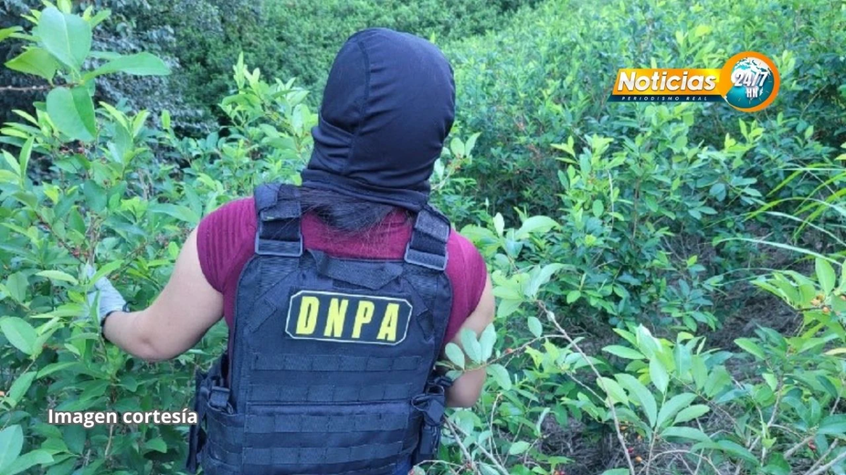 Incautan Implantacion Con 48000 Arbustos De Supuesta Hoja De Coca En Colon