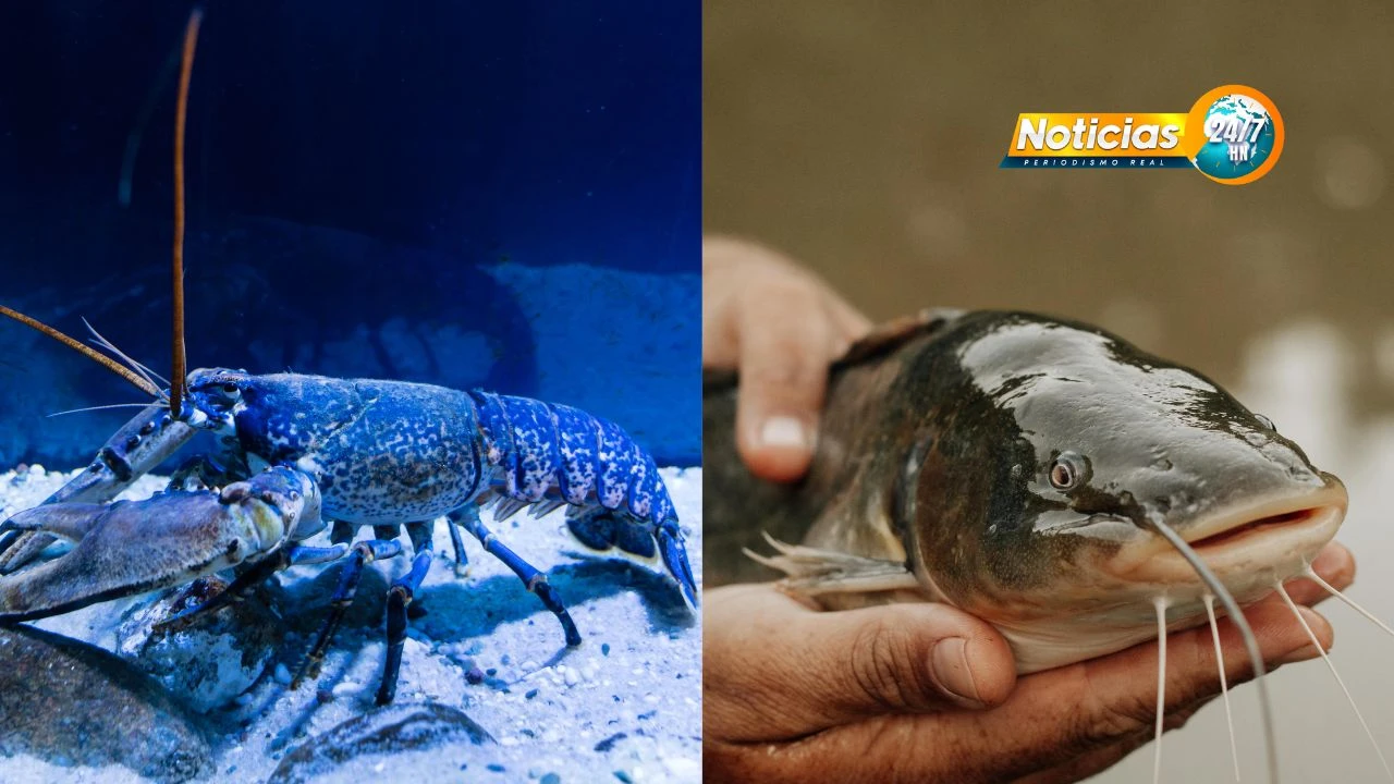 Langosta Azul Y Bagre De Canal Nuevas Apuestas De La Acuicultura En Honduras 2